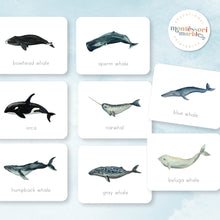 Load image into Gallery viewer, Whales Flash Cards
