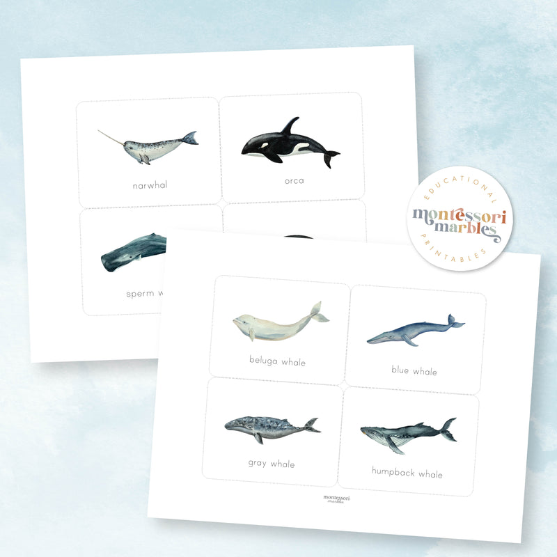 Whales Flash Cards