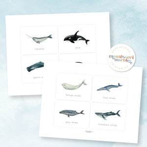 Whales Flash Cards