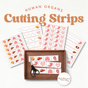 Human organs cutting strips for fine motor and scissor skills — ages 3-6