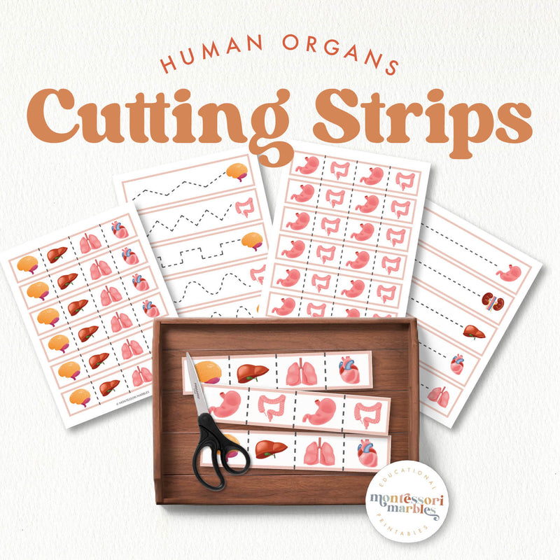 Human organs cutting strips for fine motor and scissor skills — ages 3-6