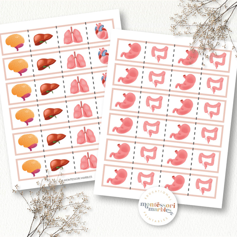 Human Organs Cutting Strips