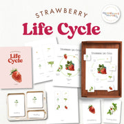 Strawberry life cycle materials showing seed to fruit development—gardening learning, ages 3-6