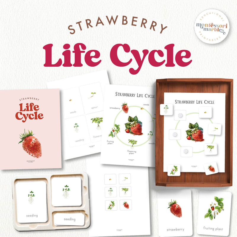 Strawberry life cycle materials showing seed to fruit development—gardening learning, ages 3-6