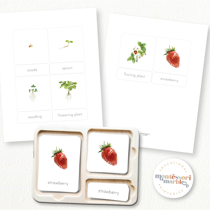 Strawberry Life Cycle