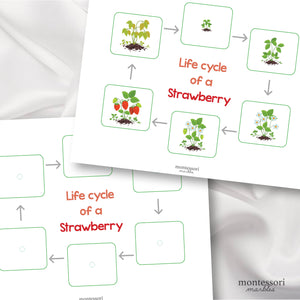 Strawberry Life Cycle