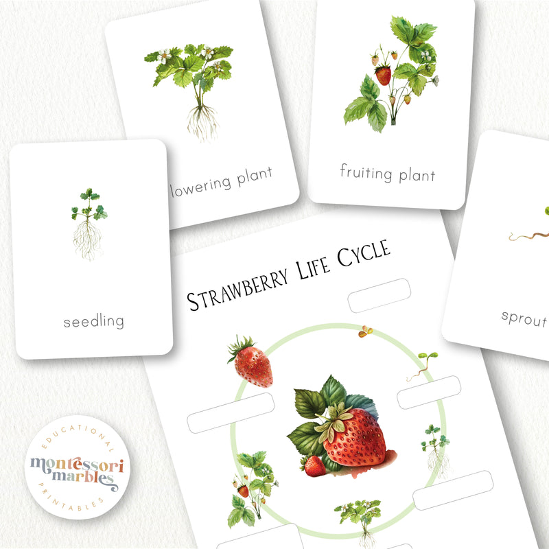 Strawberry Life Cycle | Plant Growth 4 Stages