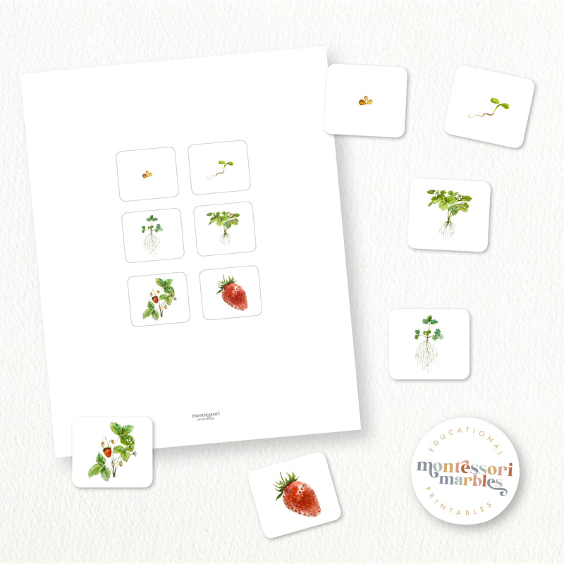 Strawberry Life Cycle