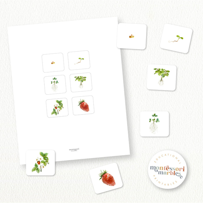 Strawberry Life Cycle