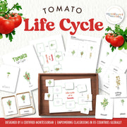 Tomato plant life cycle diagram for Montessori science studies — ages 3-6