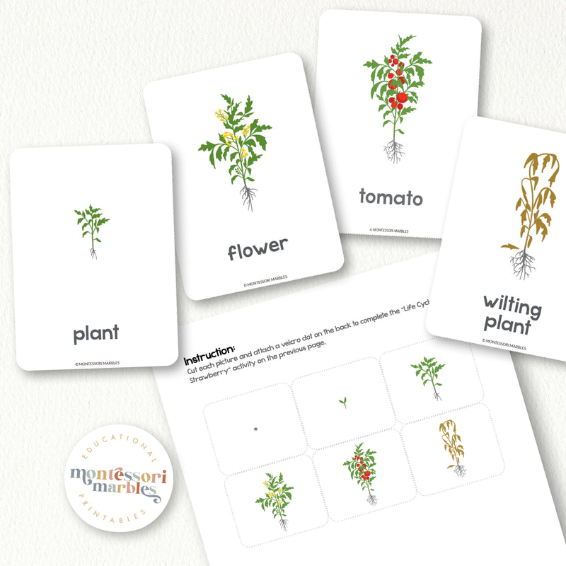 Tomato Life Cycle
