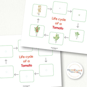 Tomato Life Cycle