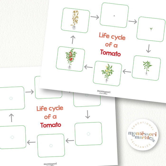 Tomato Life Cycle