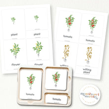 Load image into Gallery viewer, Tomato Life Cycle
