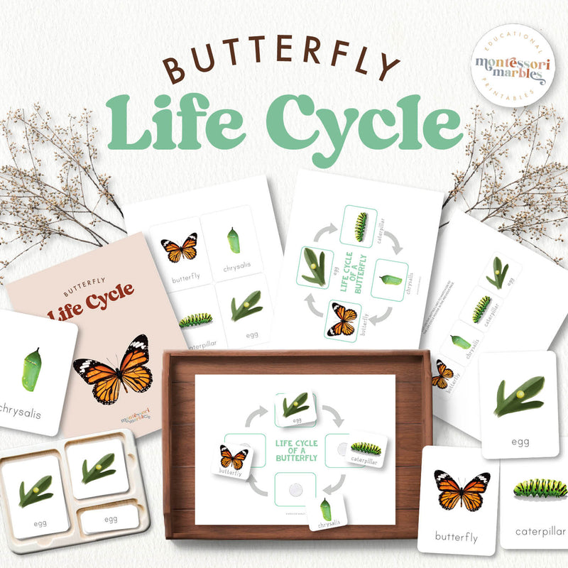 Butterfly life cycle stages learning activity