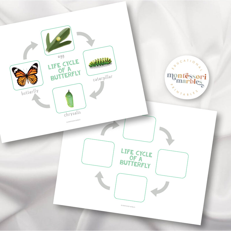 Butterfly Life Cycle