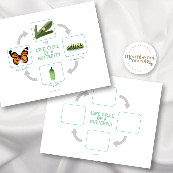 Butterfly Life Cycle