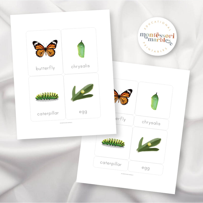 Butterfly Life Cycle