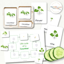 Load image into Gallery viewer, Cucumber Life Cycle
