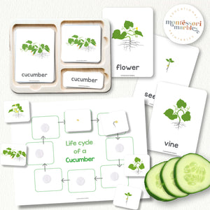 Cucumber Life Cycle