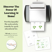 Load image into Gallery viewer, Cucumber Life Cycle
