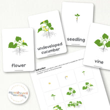 Load image into Gallery viewer, Cucumber Life Cycle
