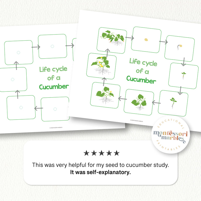 Cucumber Life Cycle