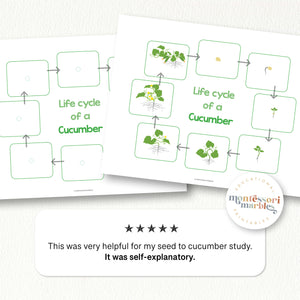 Cucumber Life Cycle