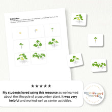 Load image into Gallery viewer, Cucumber Life Cycle
