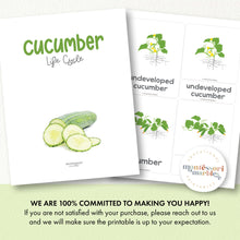 Load image into Gallery viewer, Cucumber Life Cycle
