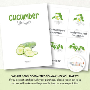 Cucumber Life Cycle