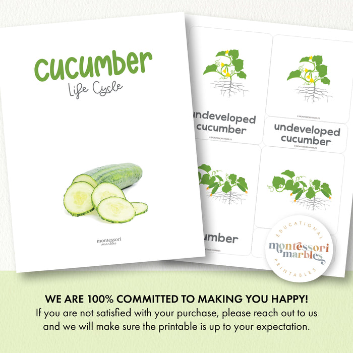 Cucumber Life Cycle
