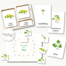 Load image into Gallery viewer, Melon Life Cycle

