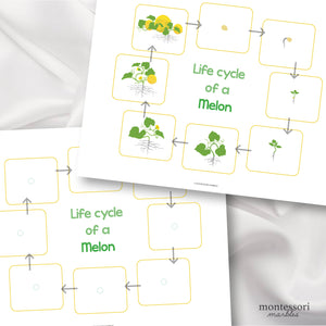 Melon Life Cycle