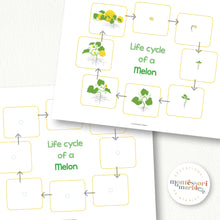 Load image into Gallery viewer, Melon Life Cycle
