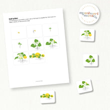 Load image into Gallery viewer, Melon Life Cycle
