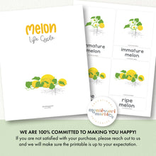 Load image into Gallery viewer, Melon Life Cycle
