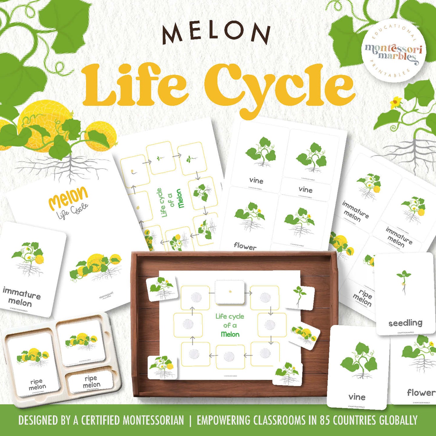 Melon Life Cycle