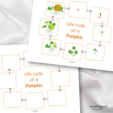 Load image into Gallery viewer, Pumpkin Life Cycle
