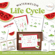 Watermelon life cycle materials showing seed to ripened fruit development—summer gardening
