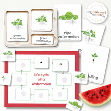 Load image into Gallery viewer, Watermelon Life Cycle
