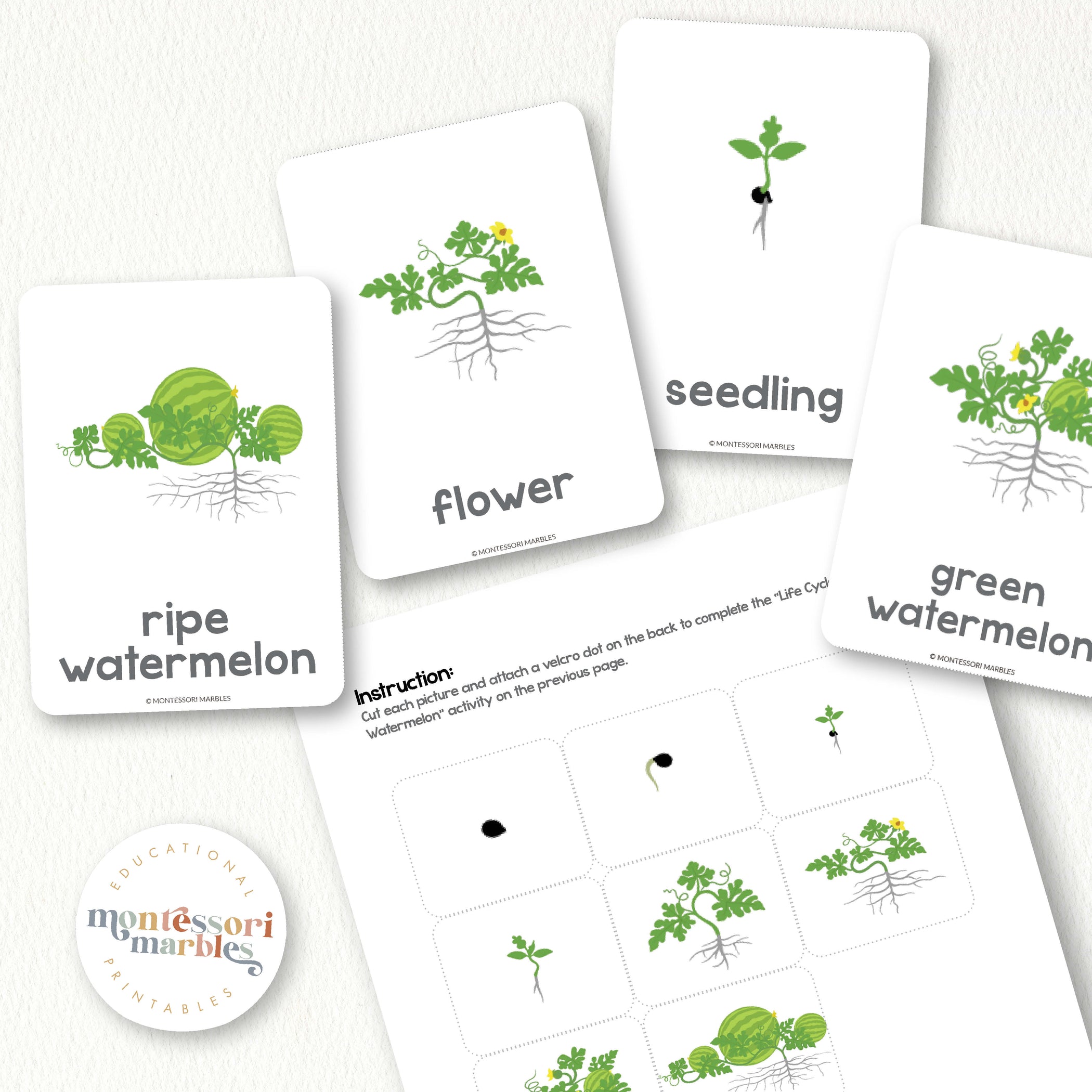 Watermelon Life Cycle | Cards Flash Nomenclature Match Ages 4-8 Science ...