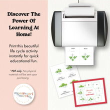 Load image into Gallery viewer, Watermelon Life Cycle
