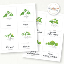 Load image into Gallery viewer, Watermelon Life Cycle
