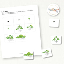 Load image into Gallery viewer, Watermelon Life Cycle
