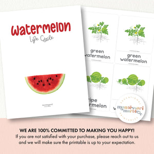 Watermelon Life Cycle