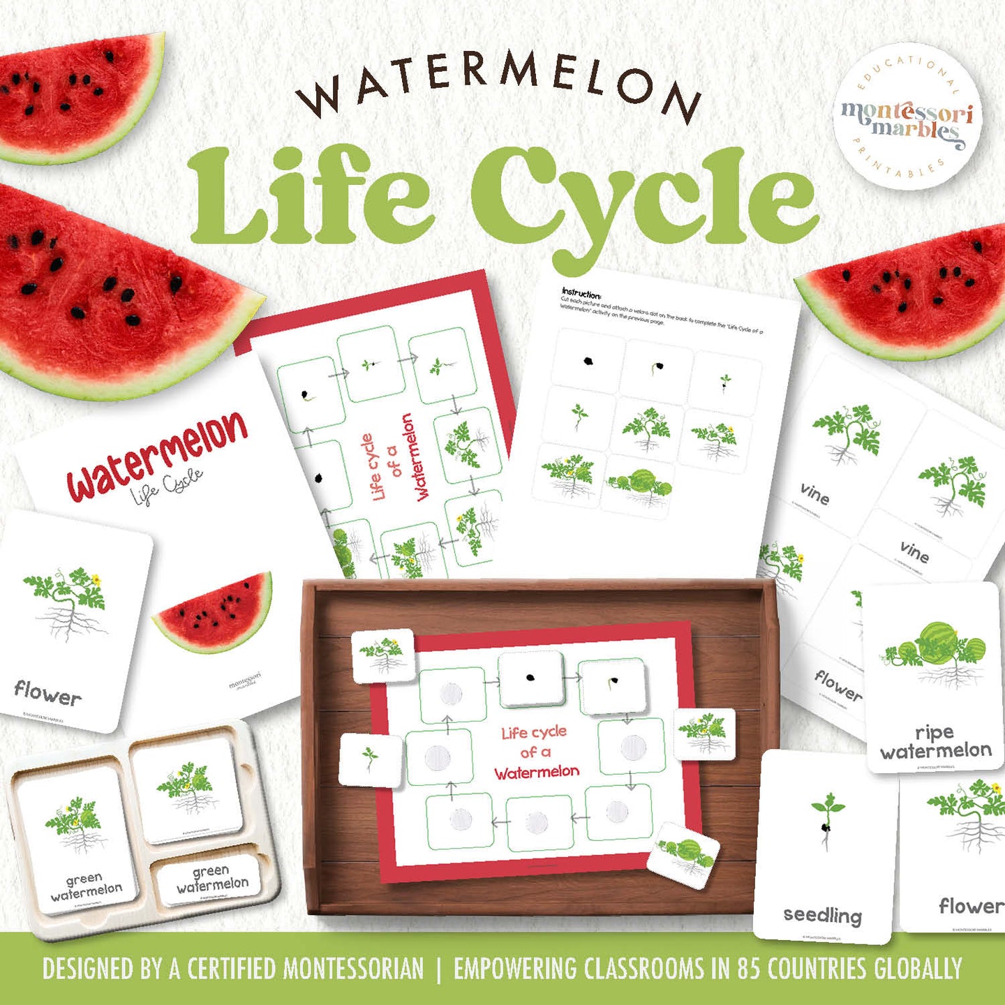 Watermelon Life Cycle