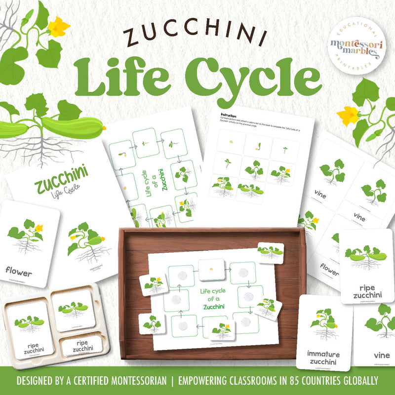 Zucchini life cycle materials showing plant growth from seed to harvest—summer gardening