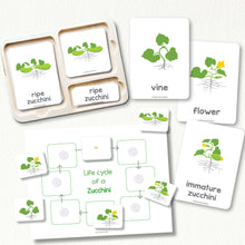 Load image into Gallery viewer, Zucchini Life Cycle
