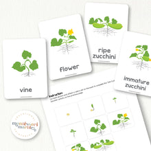 Load image into Gallery viewer, Zucchini Life Cycle
